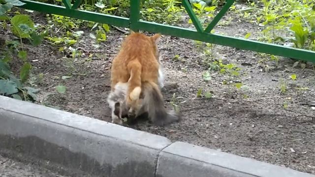 Кошачья любовь смотреть онлайн