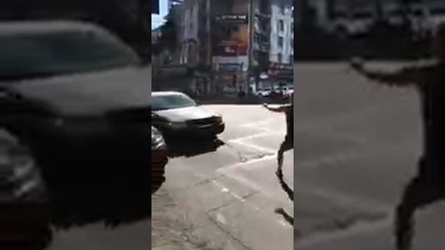 Пранк игрушечной змеёй смотреть онлайн