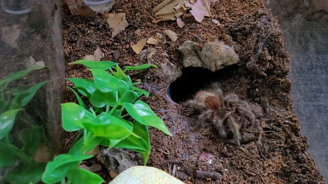 Grammostola iheringi update смотреть онлайн