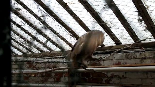 Филин смотреть онлайн