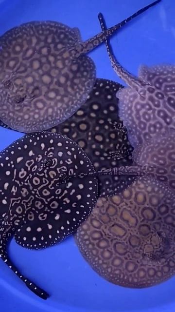 #stingrayfish #fish #monster #youtubeshorts #Black Daimond Stingraray #fish смотреть онлайн