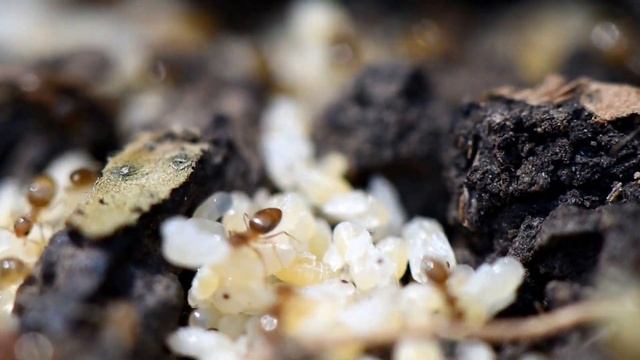 Plagiolepis? - Australian ants смотреть онлайн