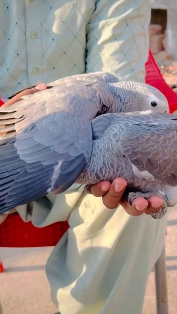grey parrot 🦜 baby 🐣🐣🐣 смотреть онлайн