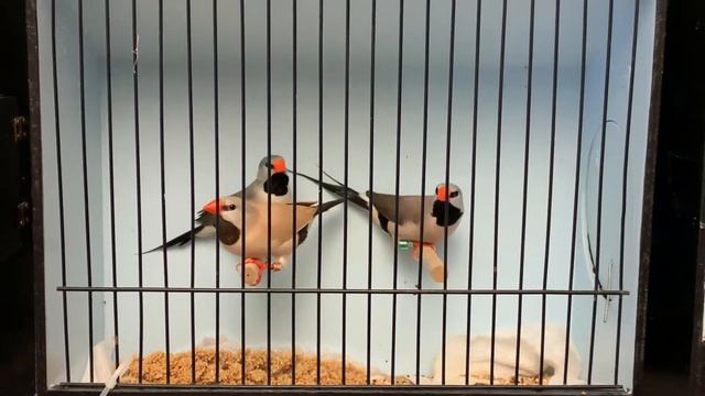 Shaft tail finches смотреть онлайн
