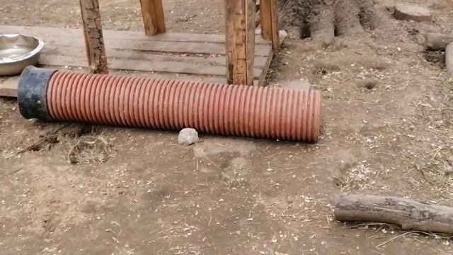 Еноты - шустрая команда. Парк "Земля прайда" смотреть онлайн