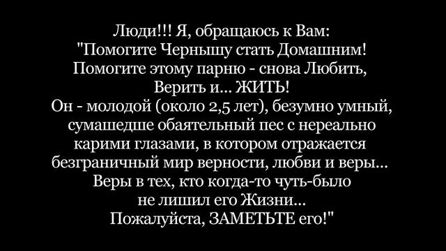 Черныш ДОМА!!! смотреть онлайн