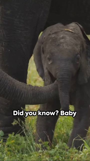Elephant Facts You Didn't Know #elephant #natureshorts #facts #safari #mammoth #mammals #animals смотреть онлайн