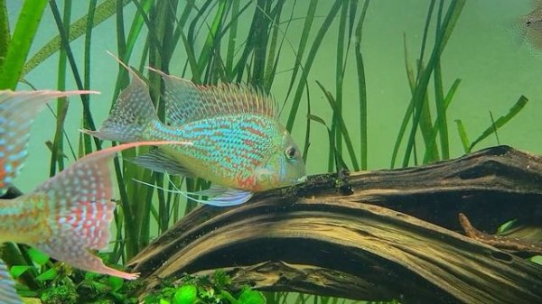 Geophagus sveni rio parana