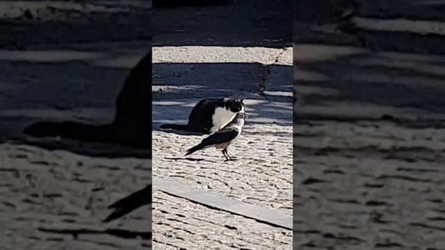 Вороне бог послал... 😄 #viral #video #cats #animals смотреть онлайн