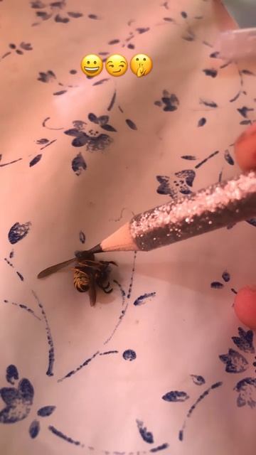 Пока оса 🐝 👋 смотреть онлайн