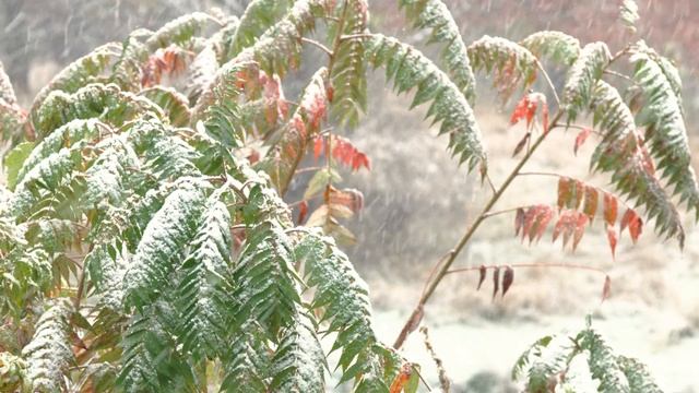 8k - HDR - Nature Snow Biss Zen Meditation and Relaxing Sounds смотреть онлайн