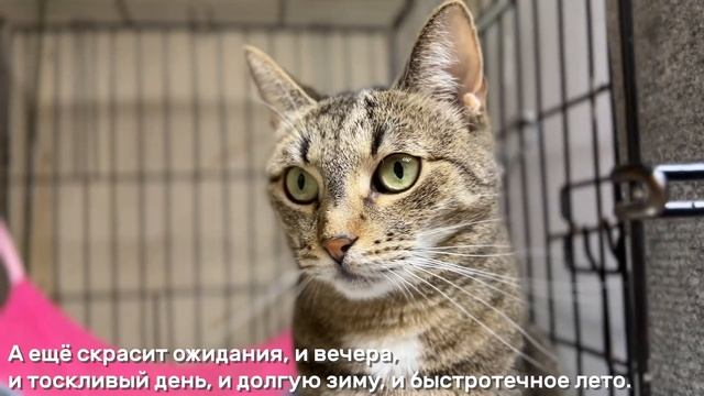 ВАЛЕНСИЯ смотреть онлайн