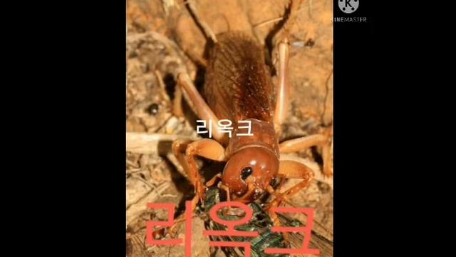 곤충배틀싸움순위 이런곤충이 존재한다??? смотреть онлайн