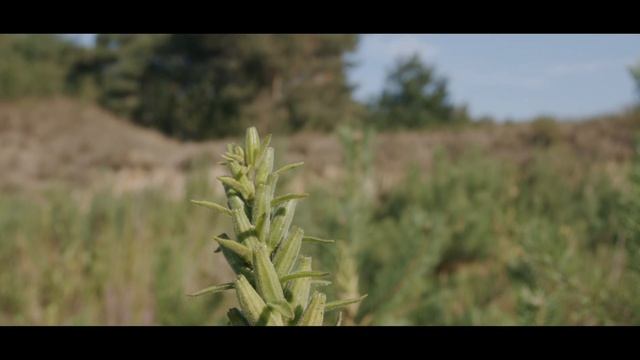 Blackmagic Pocket Cinema Camera 6K First Test ( Handheld ) смотреть онлайн