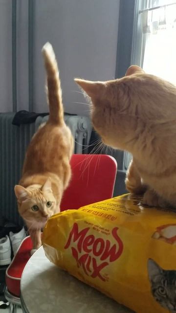 orange tabby checks out the new bag of cat food! yum! brother kitty looks on: can we open this? смотреть онлайн
