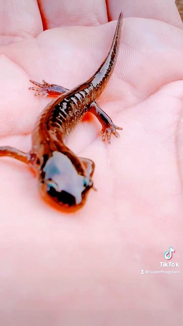 Beautiful Spotted Salamander 🦎 In The Palm Of My Hand #nature #shortsfeed #music #fyp #salamander смотреть онлайн