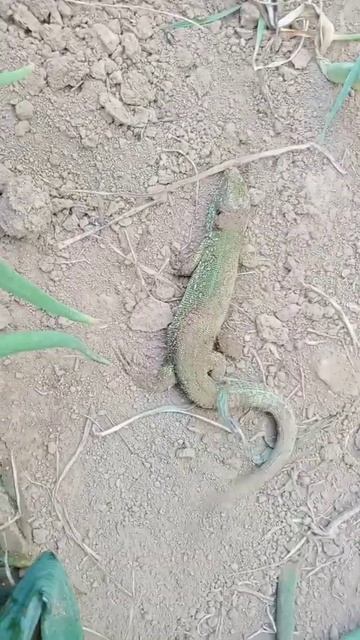 Йигитни зури мана🤣 смотреть онлайн