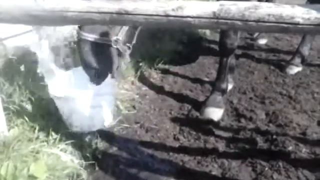 Funny horse смотреть онлайн