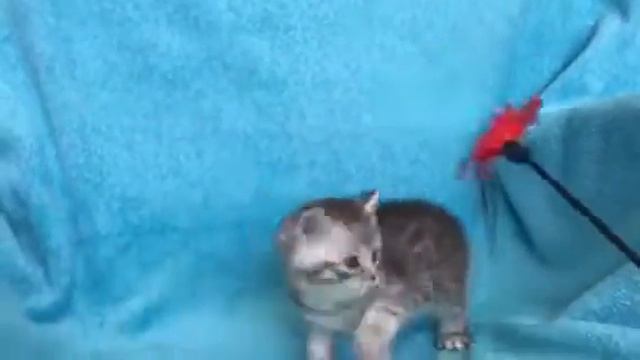 video be6bfc7b9f2a6e4f7e4918ed76ebde1d V смотреть онлайн