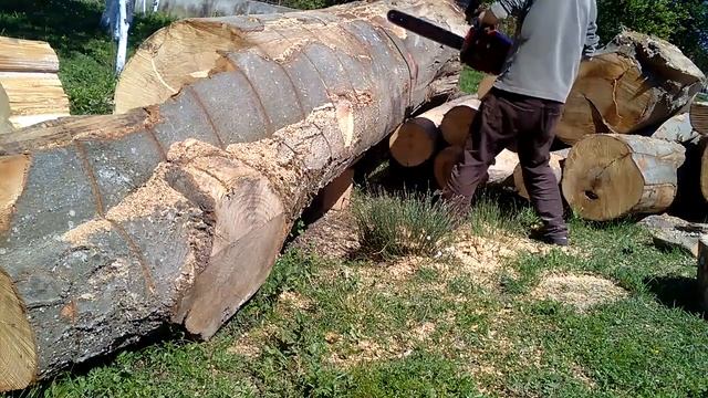 Drujba Gladiator Butucul Gros si Lantul RS смотреть онлайн