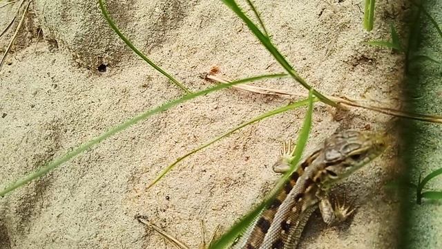 Ящерка(Предок динозавров) смотреть онлайн