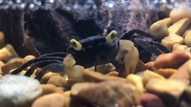 Crab doing the Sign Of The Cross смотреть онлайн