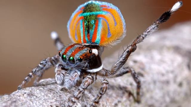 Maratus volans смотреть онлайн
