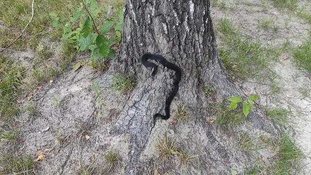 Змея🐍 смотреть онлайн