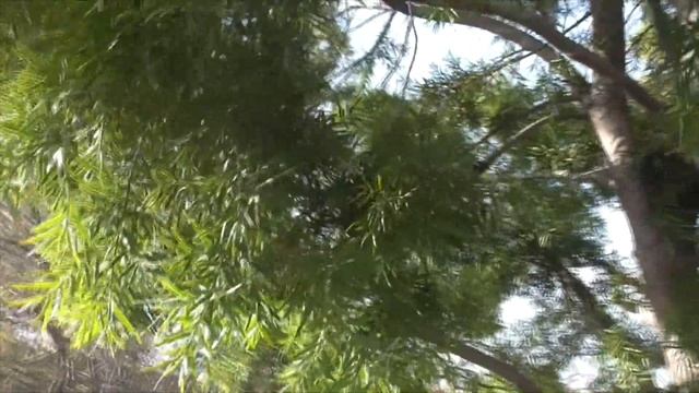 Podocarpus Gracilior (aka Afrocarpus Gracilior). The Perfect Little African Conifer With Fruits