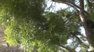 Podocarpus gracilior (aka Afrocarpus gracilior). The perfect little African Conifer with fruits