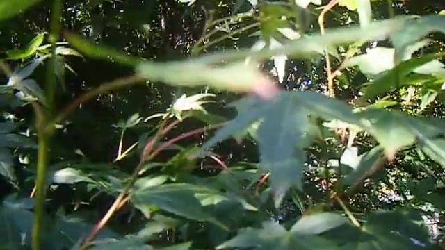 Sap Trees Acer palmatum 2.5-3metres high смотреть онлайн