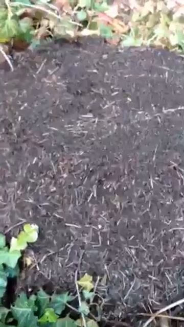 🐜🐜🐜ANTS🐜🐜🐜 смотреть онлайн