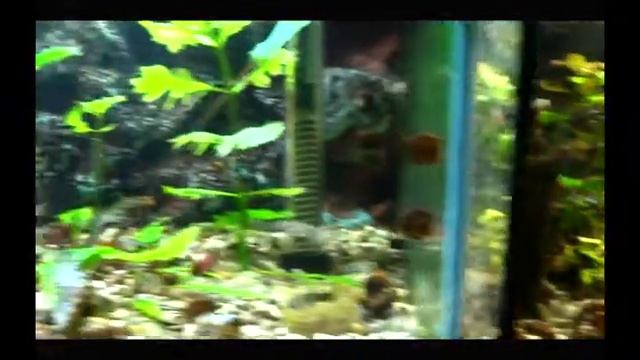 мальки гуппи, раздел2 смотреть онлайн