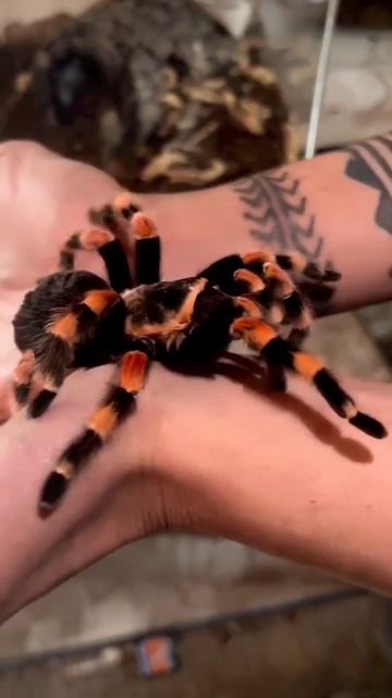 Orange knee tarantula #reptiles #viralvideo #shortsvideo #tarantula #usa #spider #china #photograph смотреть онлайн
