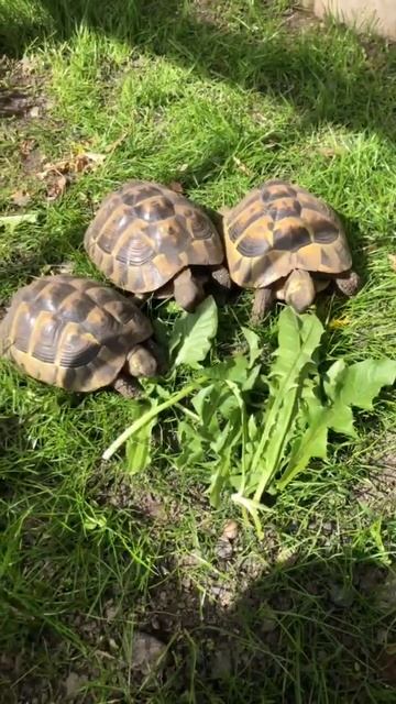 Tortue d'Hermann un peu de soleil et c'est parti . смотреть онлайн