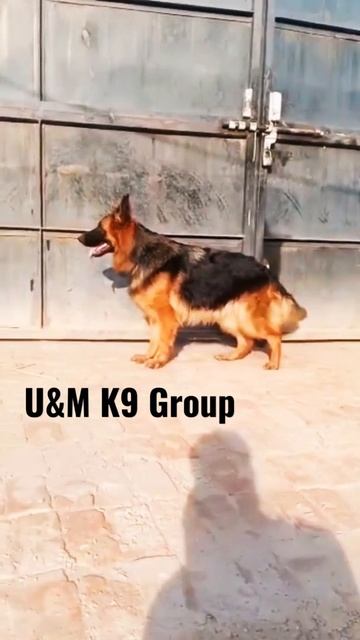 GSDCP Pedigree Maxi Mother#dogs #germanshepherdlovers смотреть онлайн
