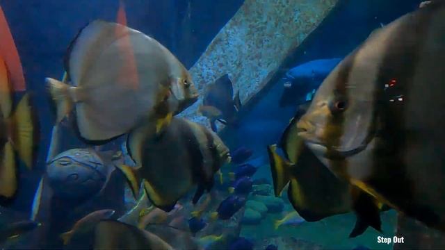 Discover The Lost Chambers Aquarium | Atlantis The Palm, Dubai смотреть онлайн