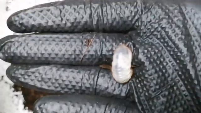 【圧巻❗】スペキオーサツヤハナムグリ 原名亜種の割り出し❗Protaetia speciosa speciosa (Gory & Percheron, 1833) 【Part2:グリーン系CBF3】 смотреть онлайн