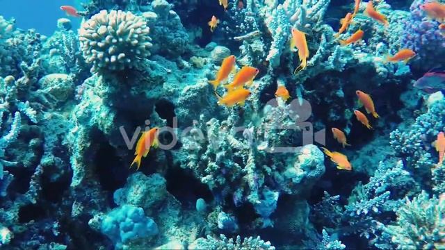 Ecosystem Of A Coral Reef With A Lot Of Fish Red Sea Anthias смотреть онлайн