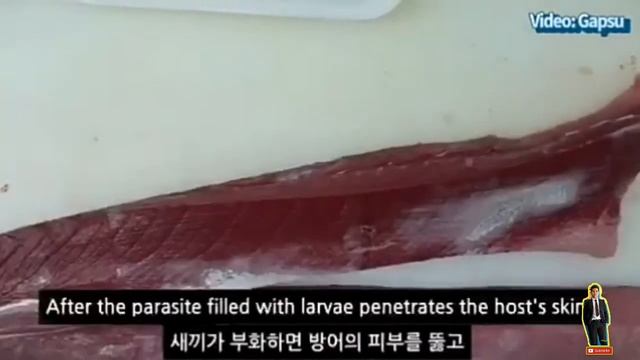 Ngeri.binatang yang hidup dalam tubuh ikan смотреть онлайн