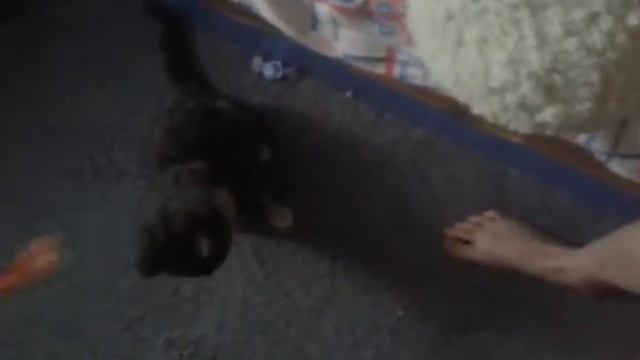 Моя кошка сошла с ума смотреть онлайн