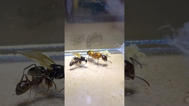 Camponotus Caryae (Rare) смотреть онлайн