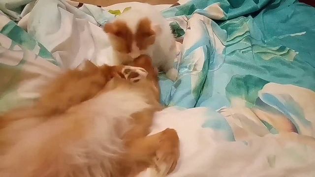 Забавные животные. Друзья кот и пёс смотреть онлайн