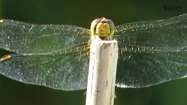 Have You Seen A Dragonfly Do This? смотреть онлайн