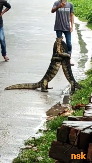 monitor lizards | nsk смотреть онлайн