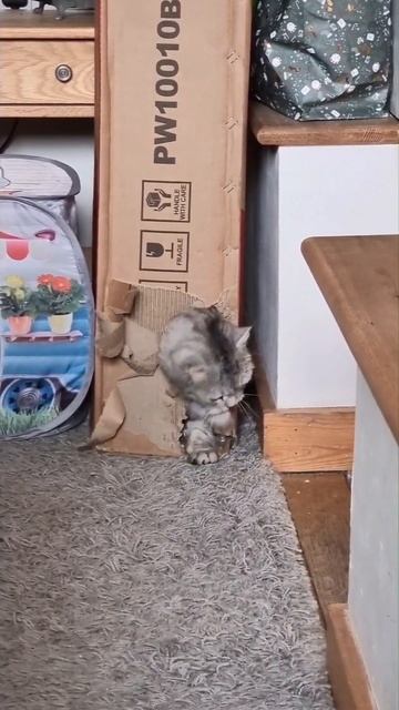 Кот Боник сделал дырку в коробке и хочет засунуть свой большой живот 😄 #котбоник смотреть онлайн