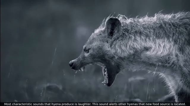 Hyena Facts| 20 True Facts about Hyenas for kids with audio | Kids Educational Videos |Animal facts смотреть онлайн
