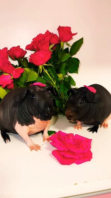 Морская свинка Guinea pig розы смотреть онлайн