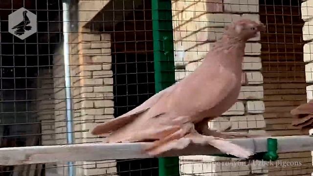 Двухчубый "Новваты" / Double crest "Novvati" смотреть онлайн