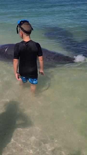 Karen forbids manatee touching смотреть онлайн